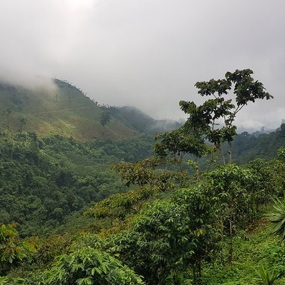 Guatemala San Marcos Washed Microlot