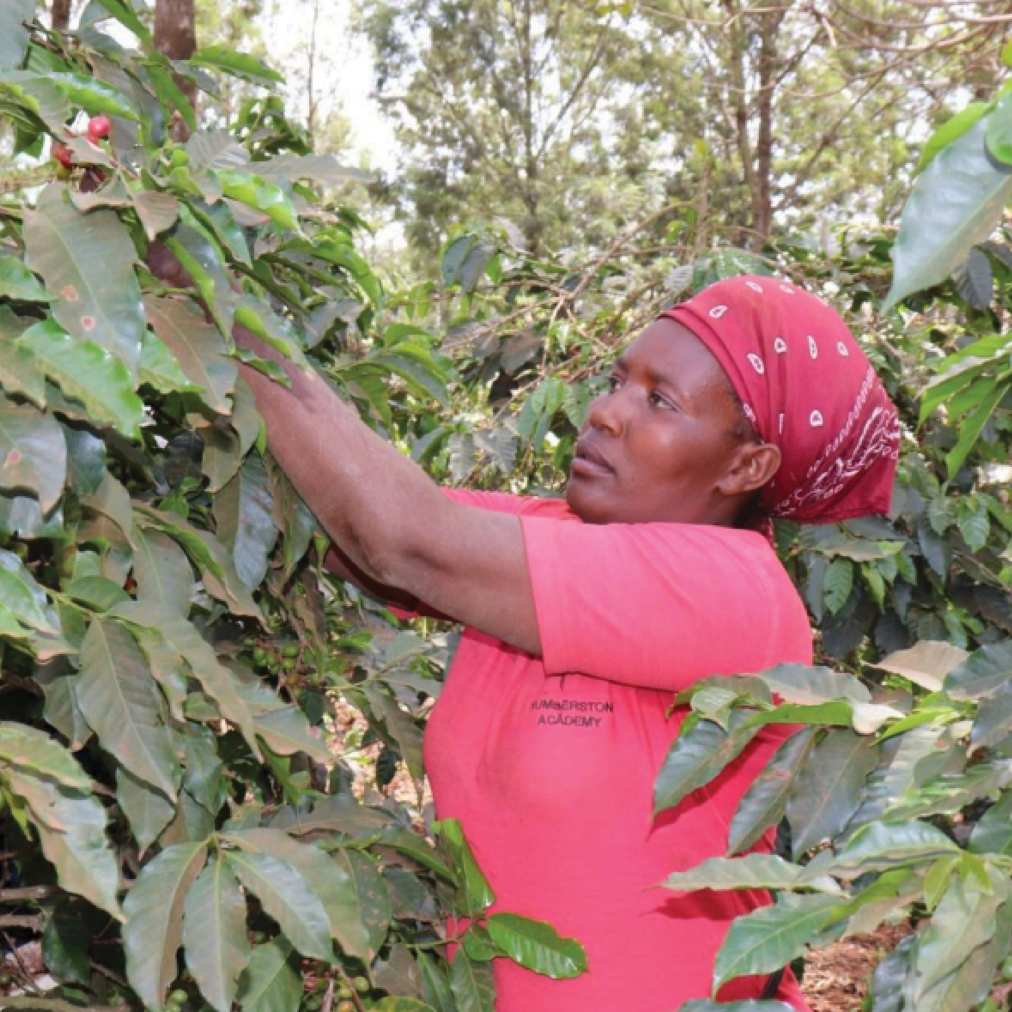 Kenya Mchana Natural Microlot - Bailies Coffee Roasters
