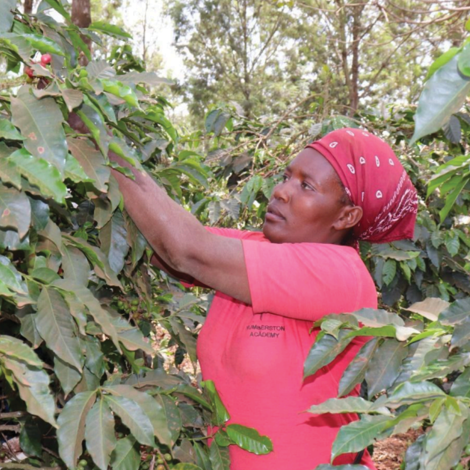 Kenya Mchana Natural Microlot - Bailies Coffee Roasters