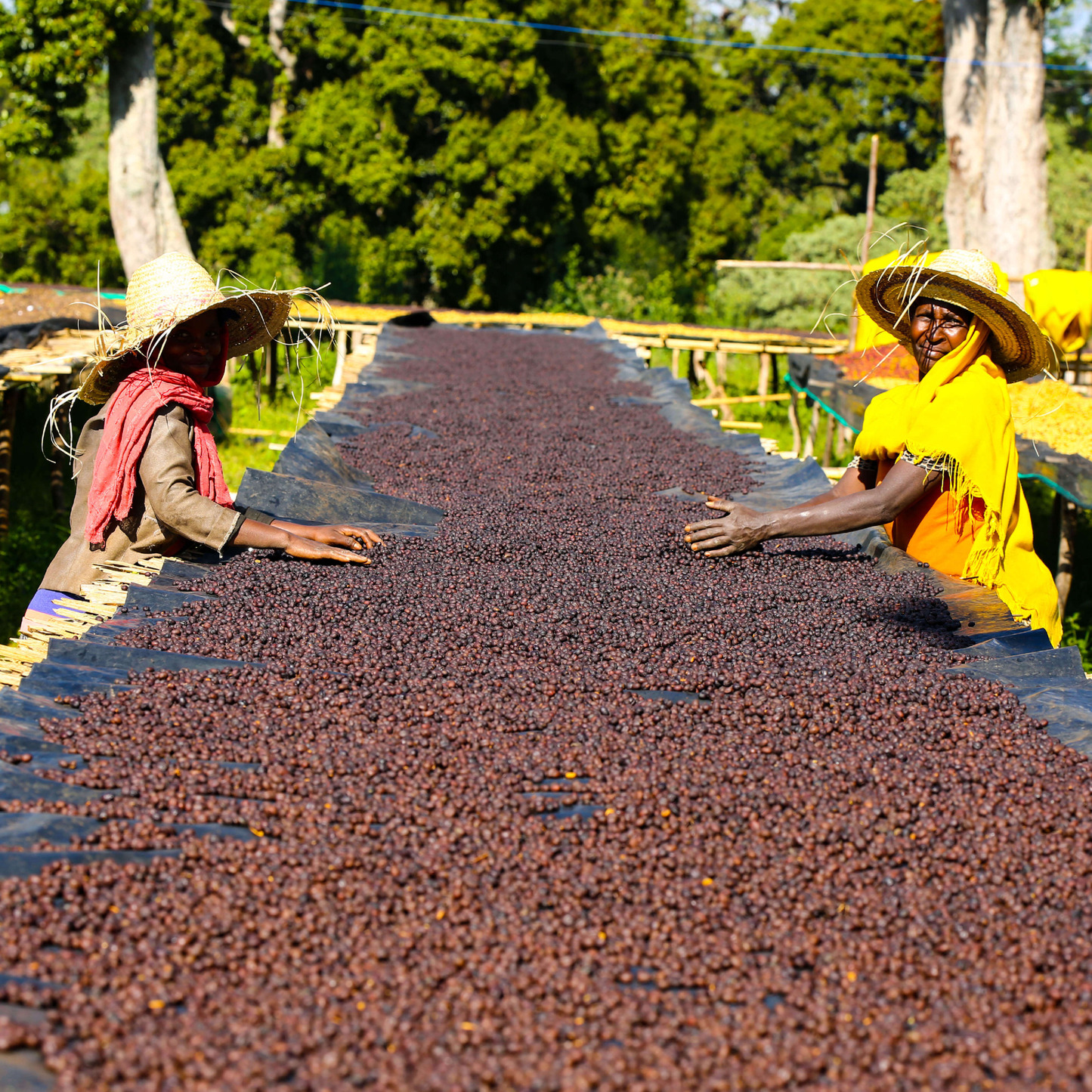 Ethiopia Gatta Anaerobic Microlot