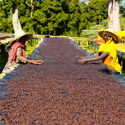 Ethiopia Gatta Anaerobic Microlot