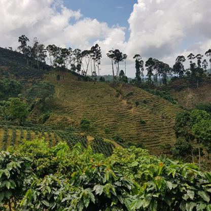 Guatemala San Marcos Washed Microlot