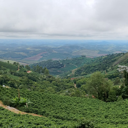 Brazil Carmo do Cachoeira - Bailies Coffee Roasters