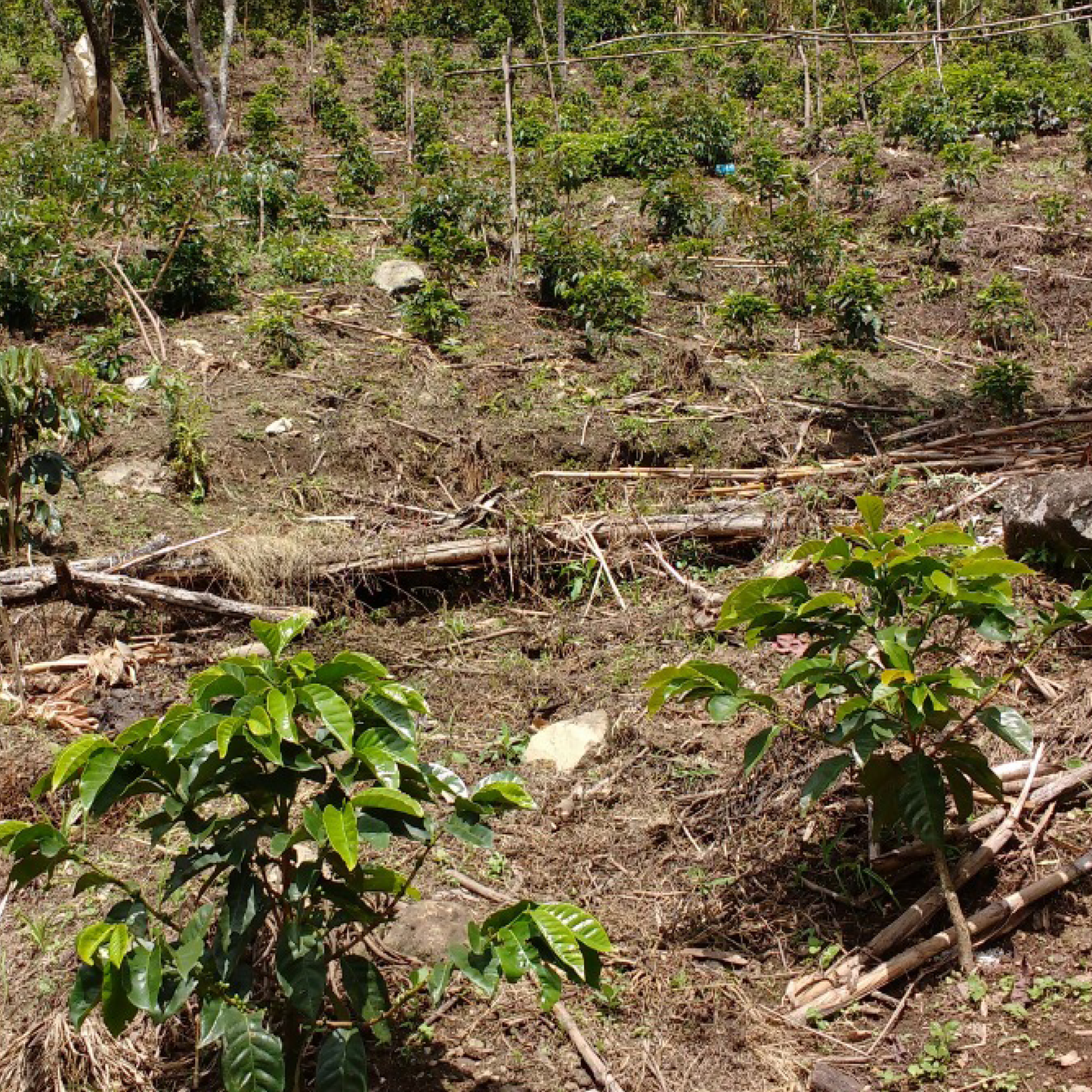 Colombia Finca Potrerito Washed Microlot