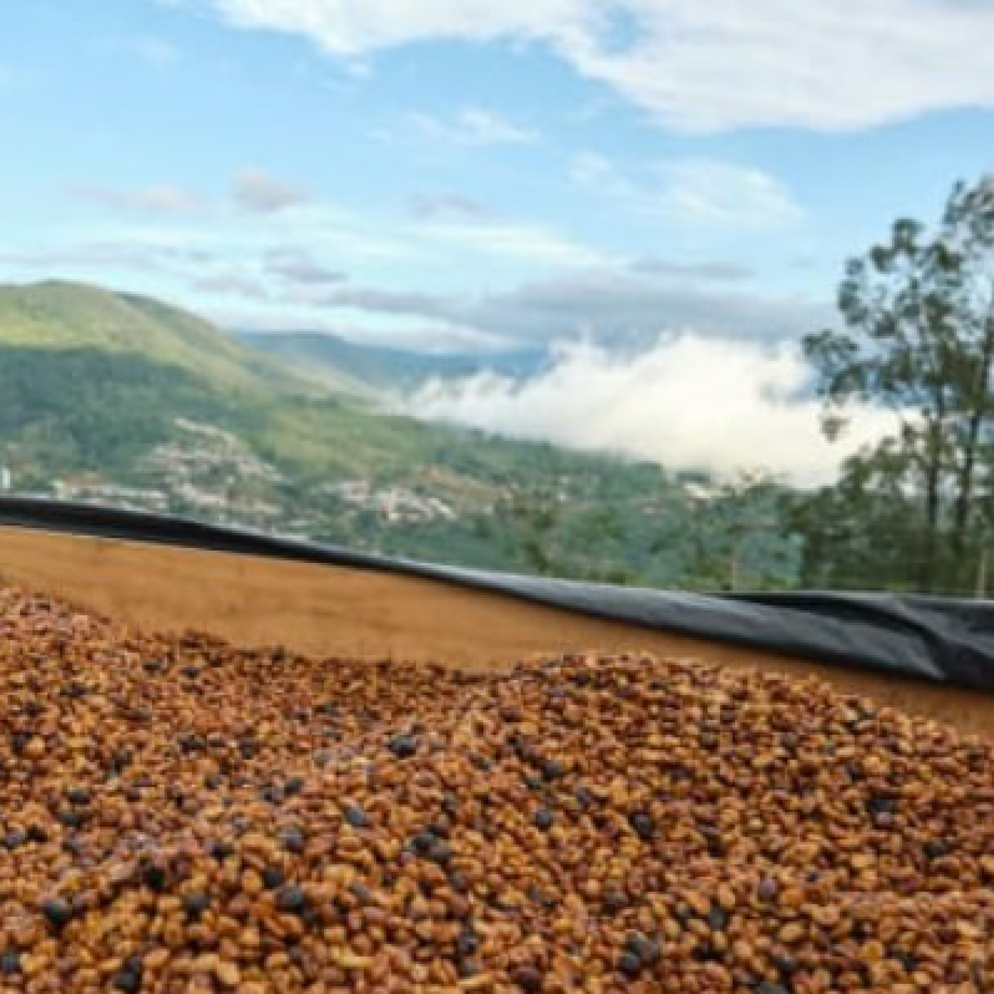 Costa Rica Higueronal F1 Anaerobic Natural Microlot - Bailies Coffee Roasters