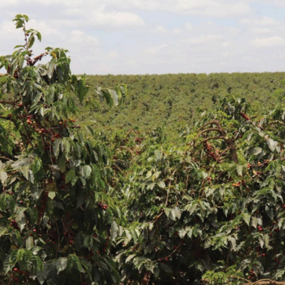 Kenya Mchana Natural Microlot - Bailies Coffee Roasters