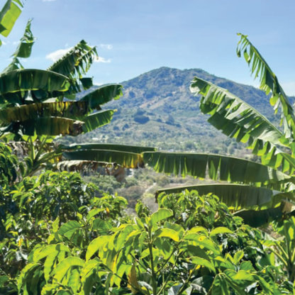 Costa Rica Higueronal F1 Anaerobic Natural Microlot - Bailies Coffee Roasters