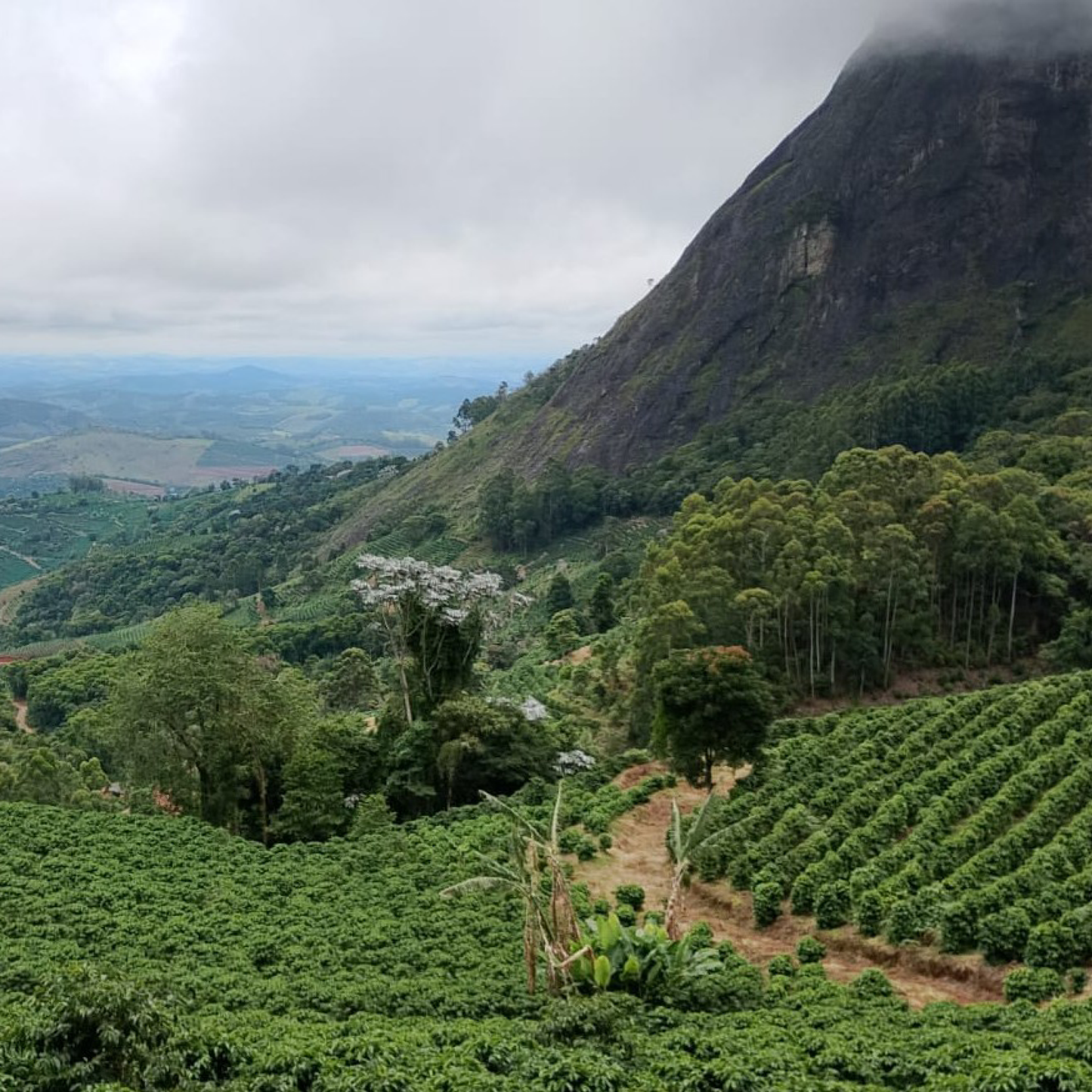Brazil Carmo do Cachoeira - Bailies Coffee Roasters