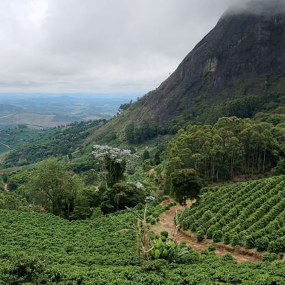 Brazil Carmo do Cachoeira - Bailies Coffee Roasters