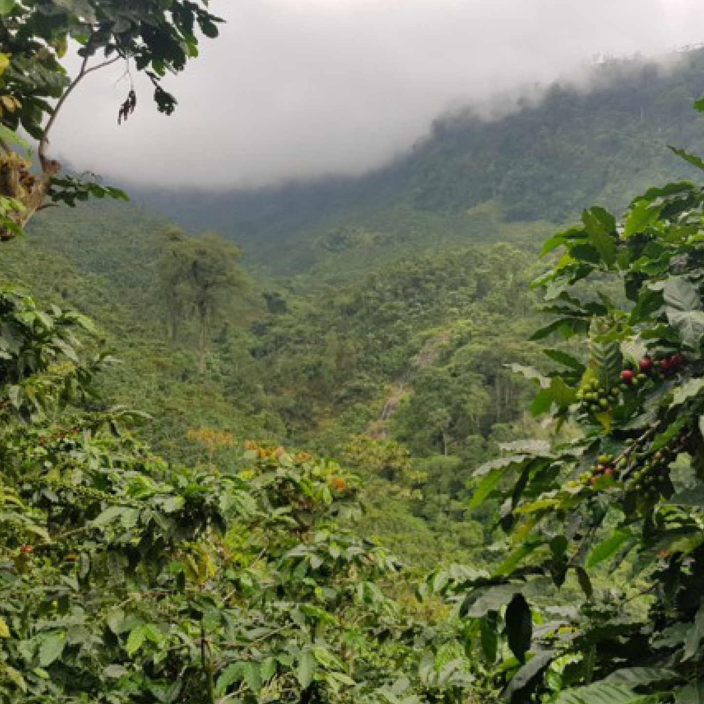 Guatemala San Marcos Washed Microlot
