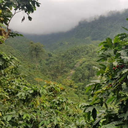 Guatemala San Marcos Washed Microlot