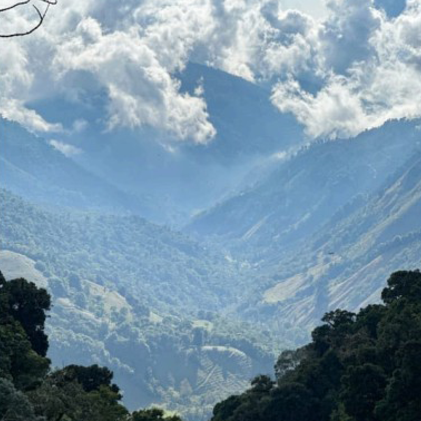 Costa Rica Higueronal F1 Anaerobic Natural Microlot - Bailies Coffee Roasters