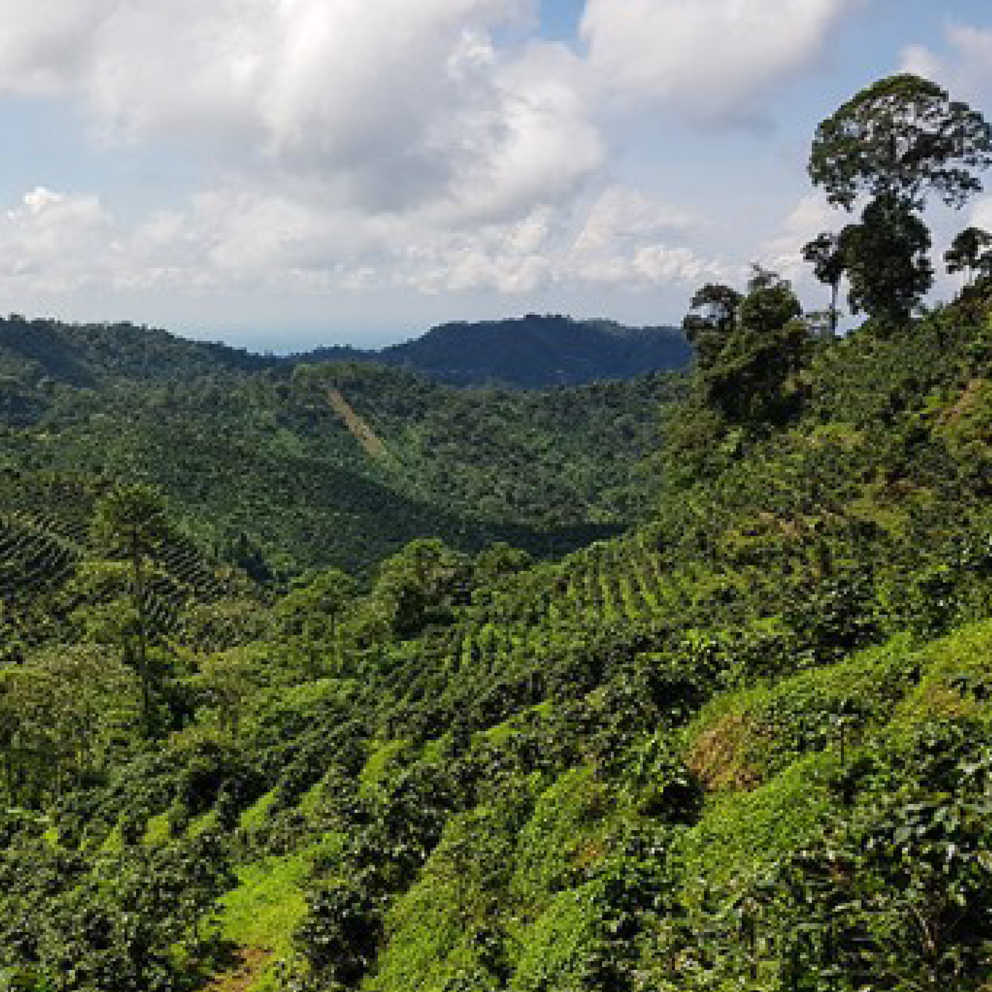 Guatemala San Marcos Washed Microlot