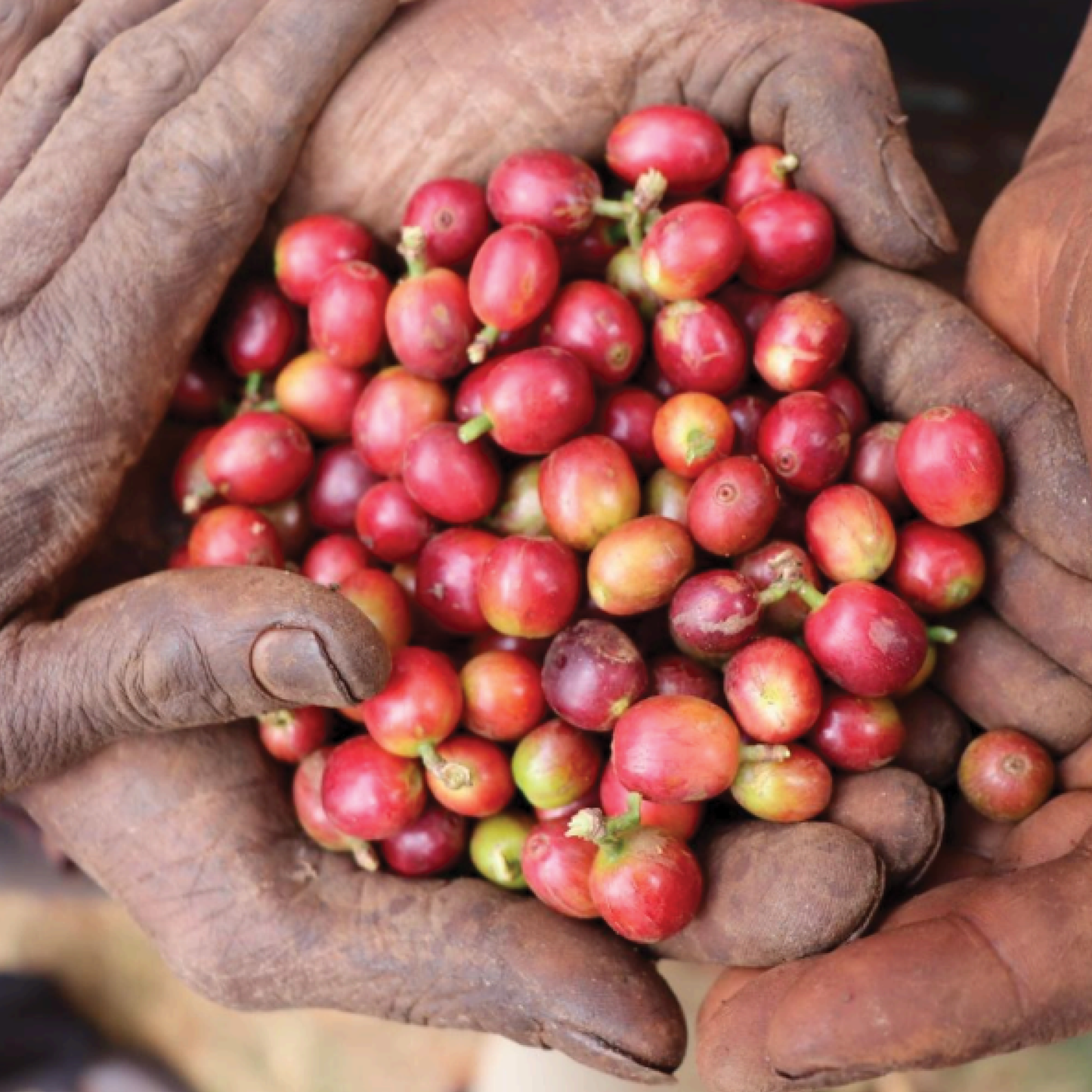 Kenya Mchana Natural Microlot - Bailies Coffee Roasters