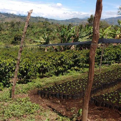Colombia Finca Potrerito Washed Microlot