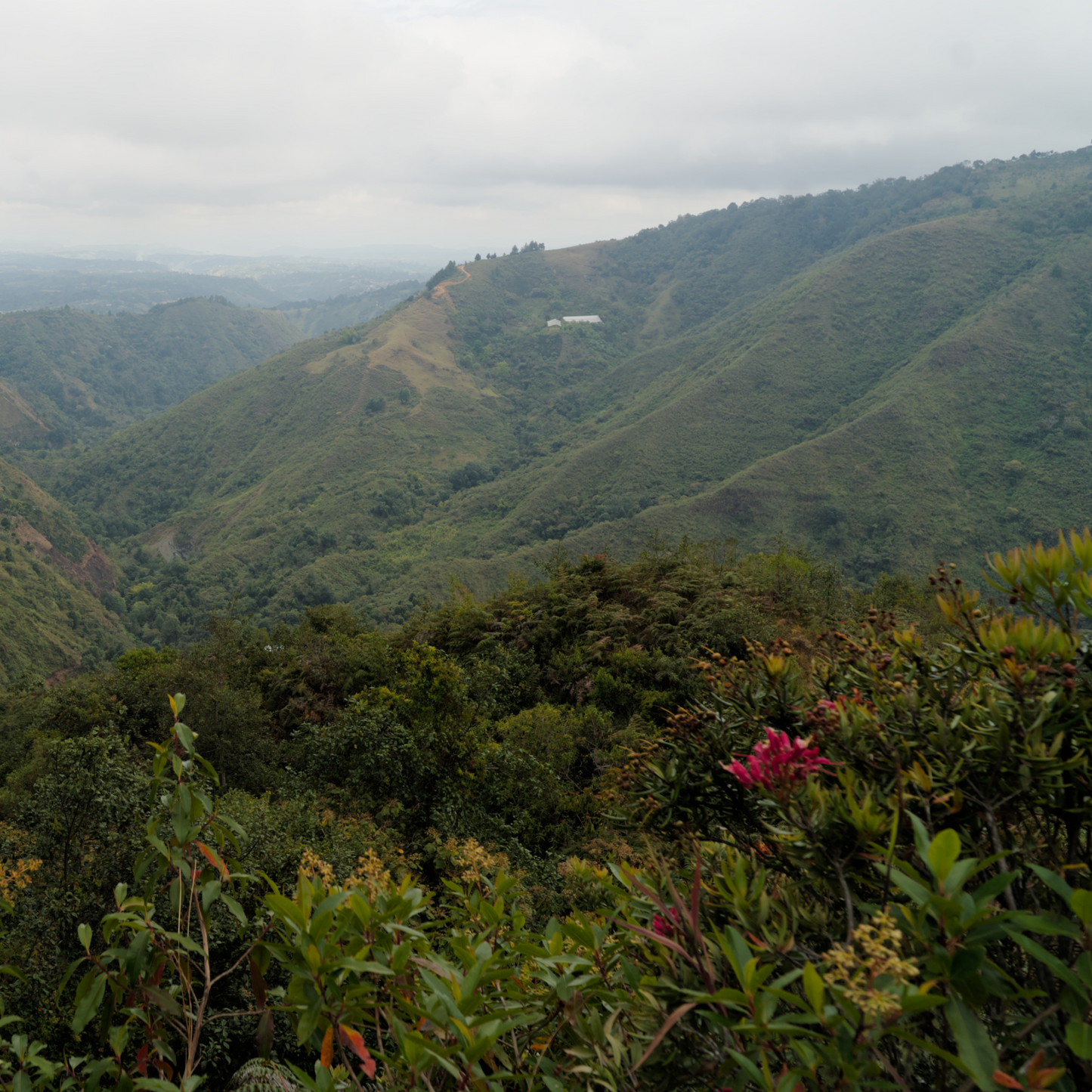 Colombia Morales Washed Microlot - Bailies Coffee Roasters
