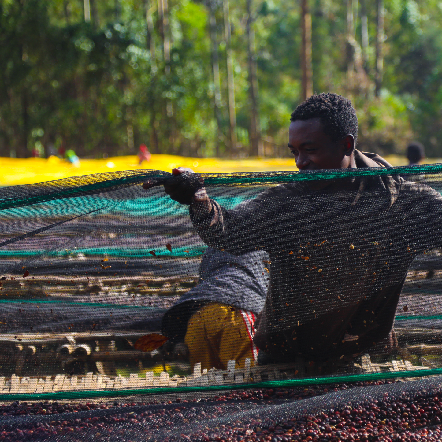 Ethiopia Mirado Natural Single Origin - Bailies Coffee Roasters