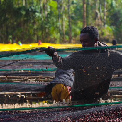 Ethiopia Mirado Natural Single Origin - Bailies Coffee Roasters