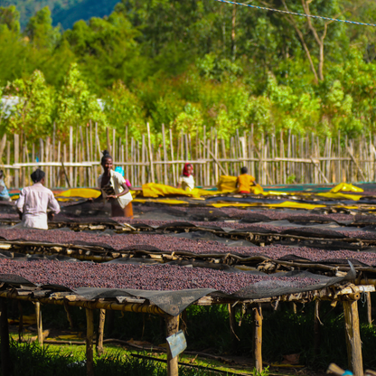 Ethiopia Mirado Natural Single Origin - Bailies Coffee Roasters