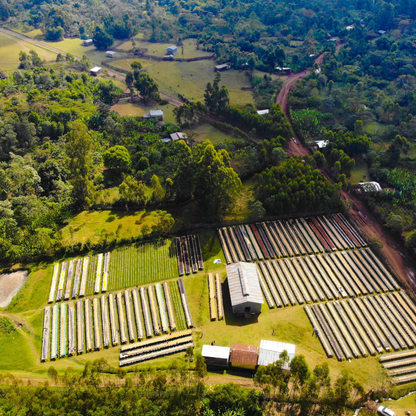 Ethiopia Mirado Natural Single Origin - Bailies Coffee Roasters