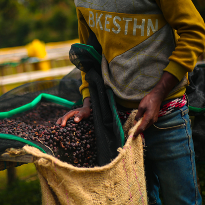 Ethiopia Mirado Natural Single Origin - Bailies Coffee Roasters
