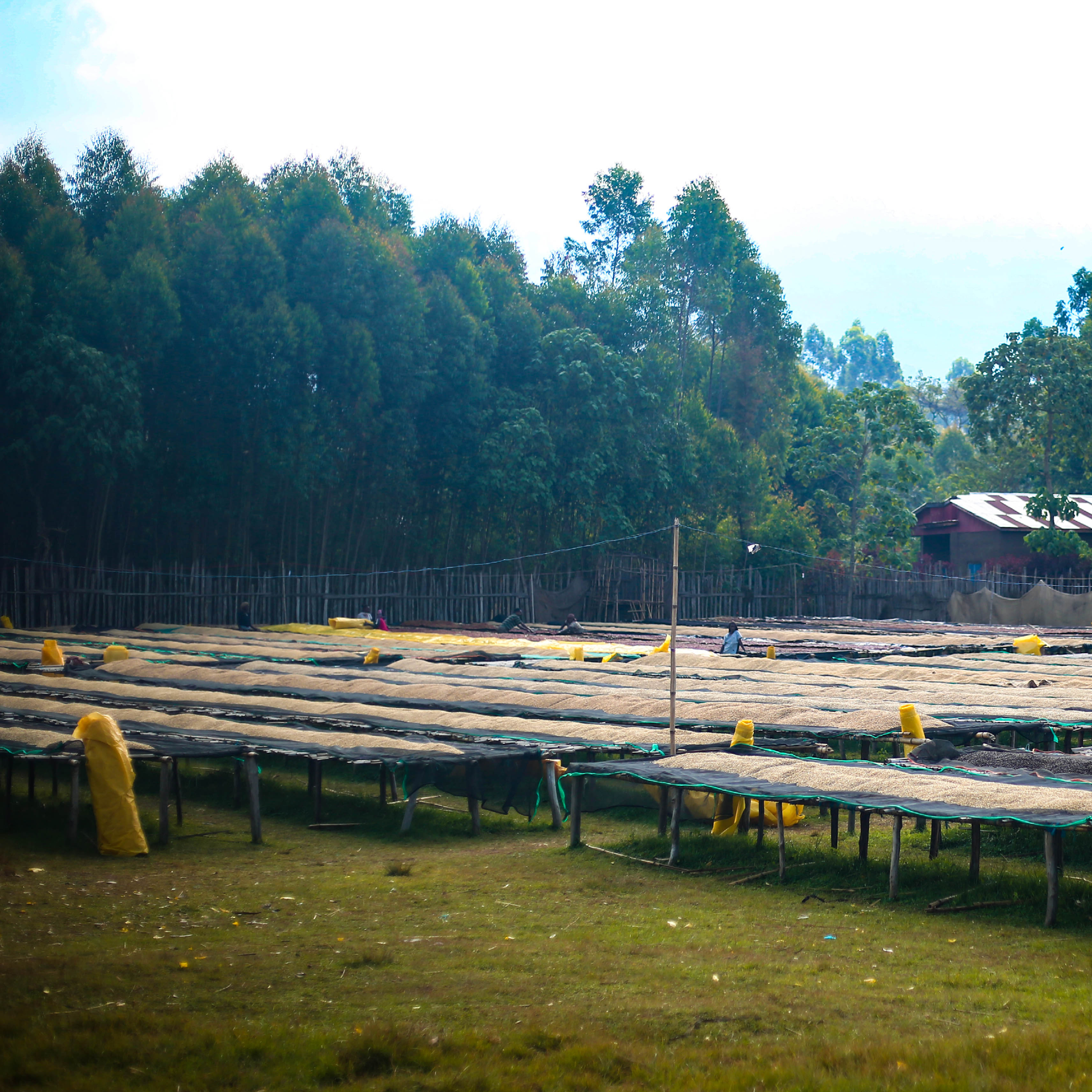 Ethiopia Mirado Natural Single Origin - Bailies Coffee Roasters