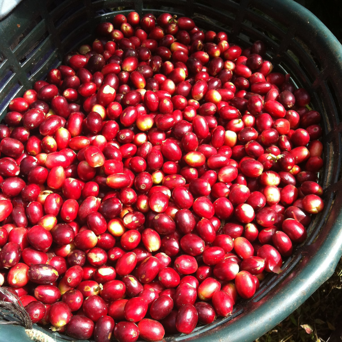 Guatemala Teanzul Washed Microlot