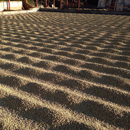 Guatemala Teanzul Washed Microlot