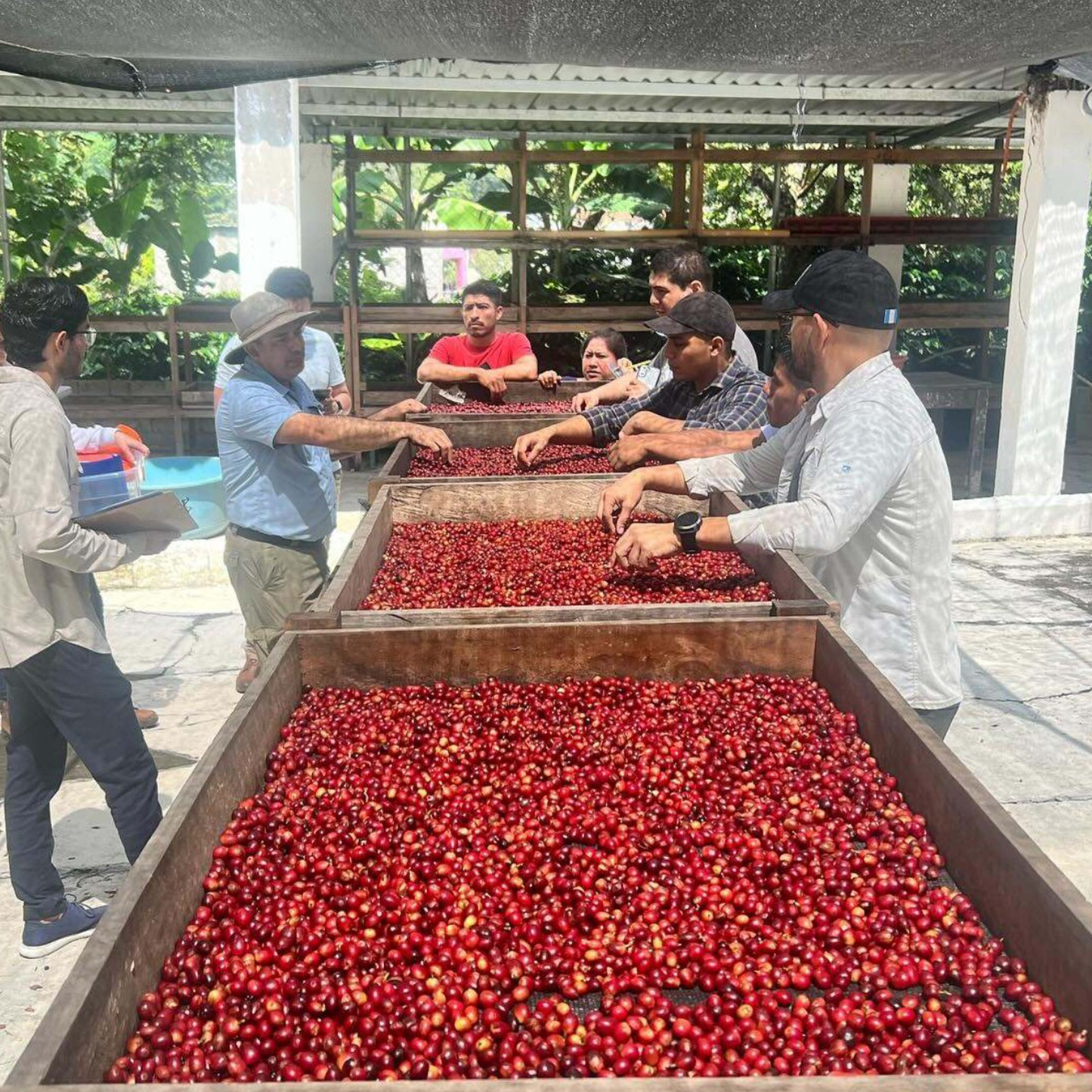 Guatemala Teanzul Washed Microlot