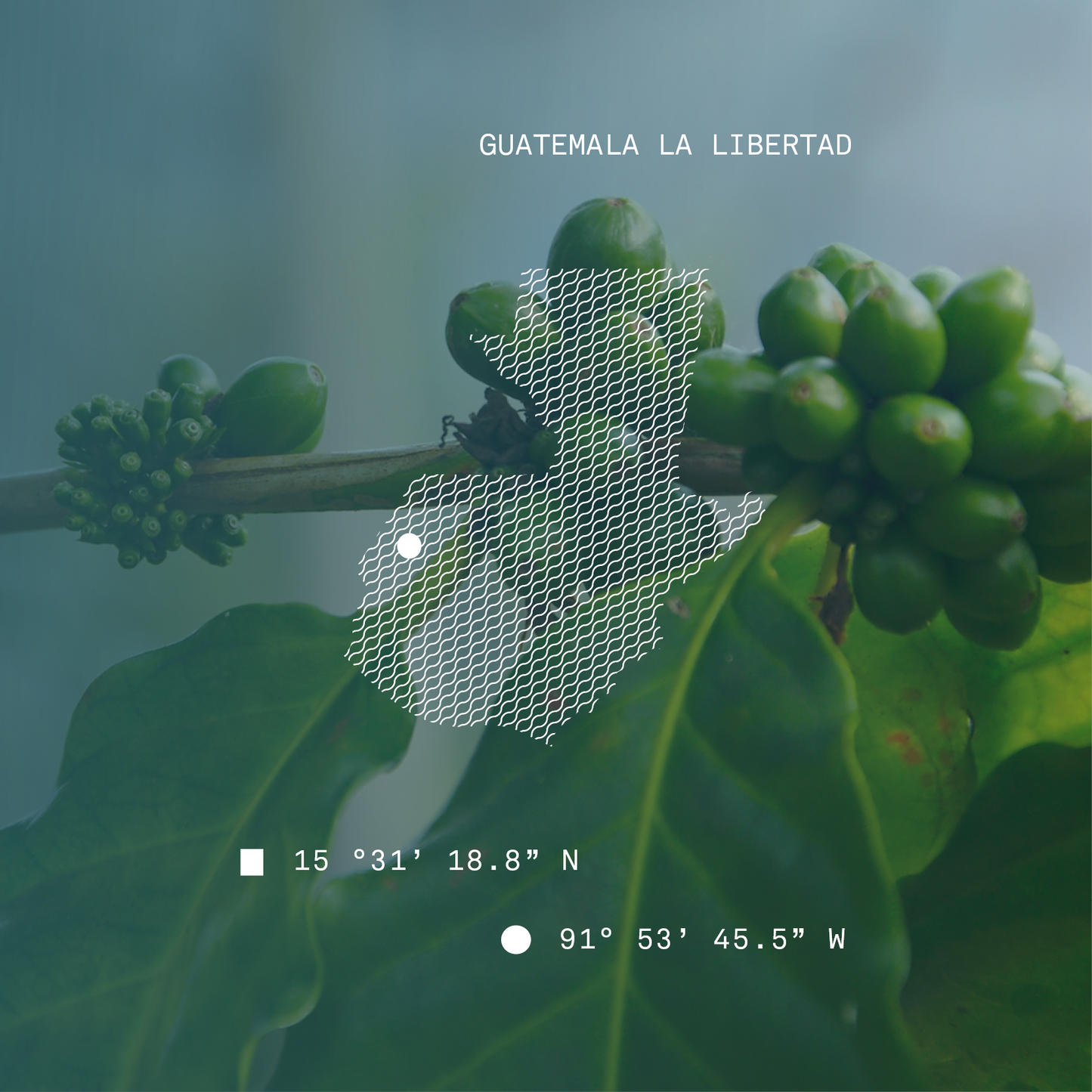 Guatemala La Libertad Washed Single Origin