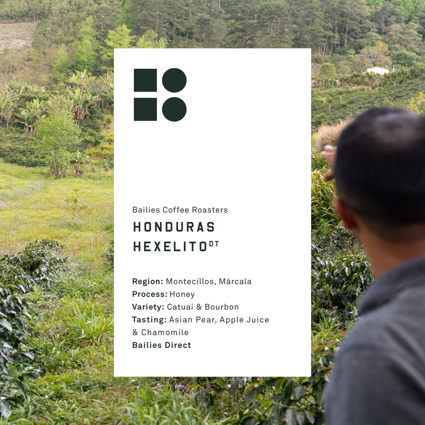 Honduras Hexelito Honey Microlot