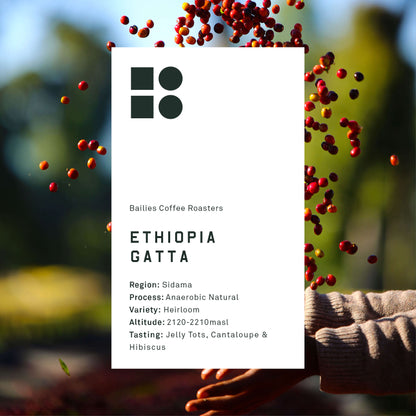 Ethiopia Gatta Anaerobic Natural Microlot