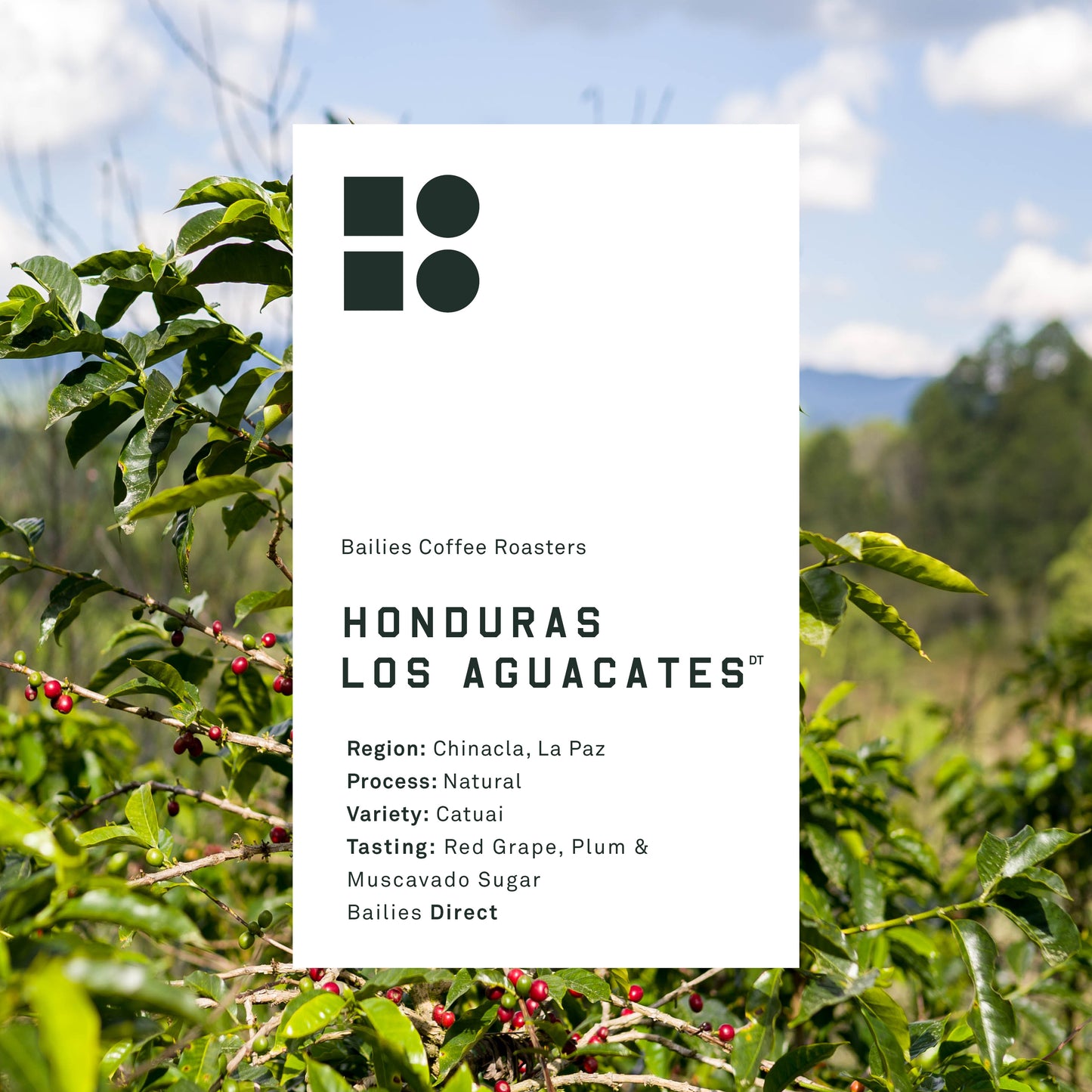 Honduras Los Aguacates Natural Microlot