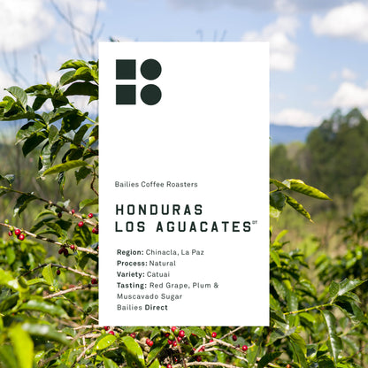 Honduras Los Aguacates Natural Microlot