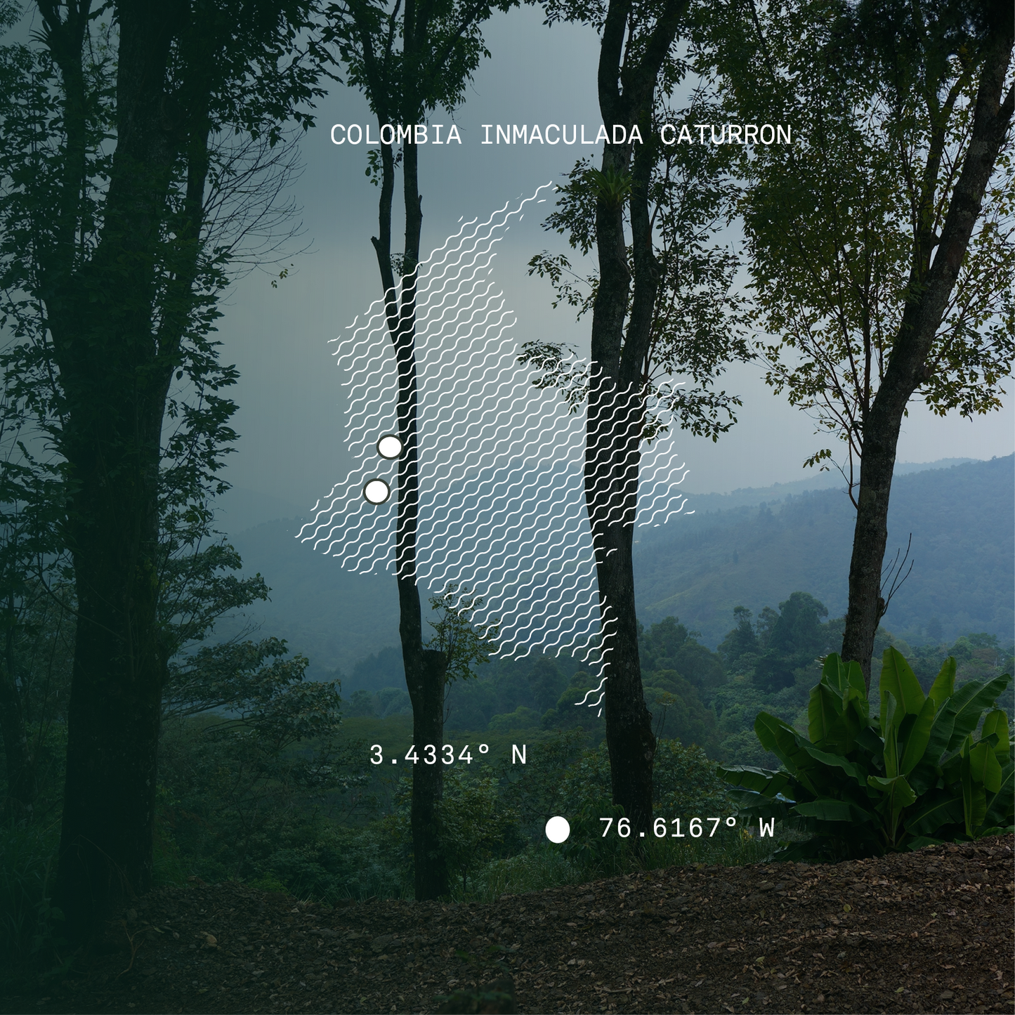 Colombia Inmaculada Natural Microlot