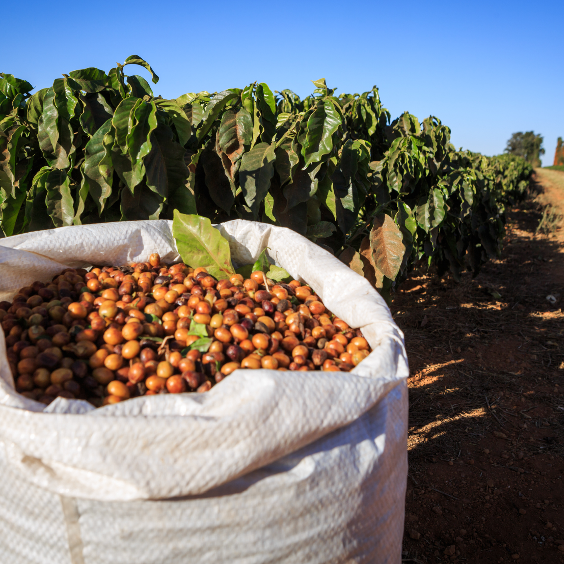 Brazil Sao Silvestre Natural Single Origin - Bailies Coffee Roasters