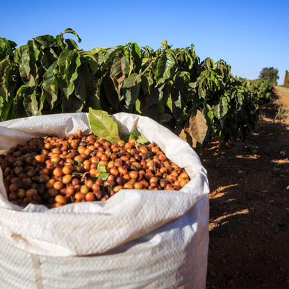Brazil Sao Silvestre Natural Single Origin - Bailies Coffee Roasters