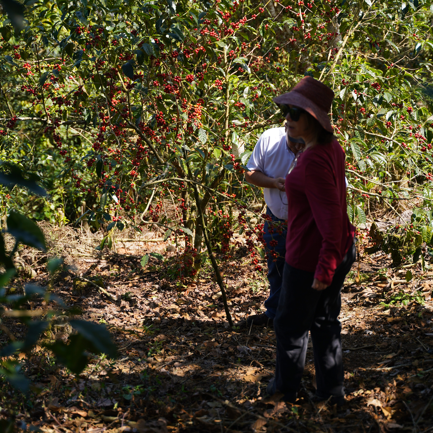 El Salvador Pacas Washed Single Origin - Bailies Coffee Roasters