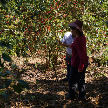 El Salvador Pacas Washed Single Origin - Bailies Coffee Roasters