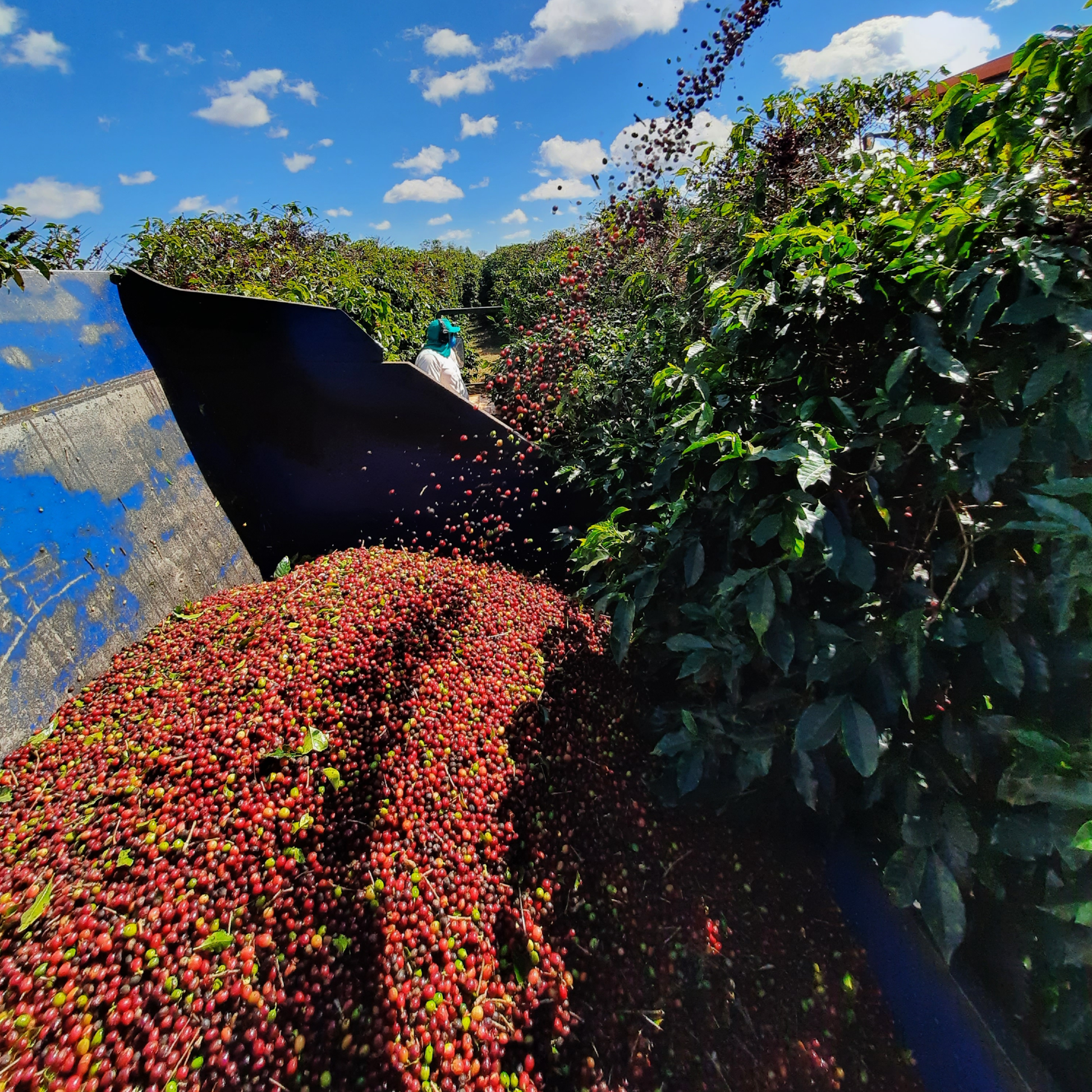 Brazil Sao Silvestre Natural Single Origin - Bailies Coffee Roasters