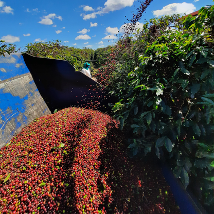 Brazil Sao Silvestre Natural Single Origin - Bailies Coffee Roasters