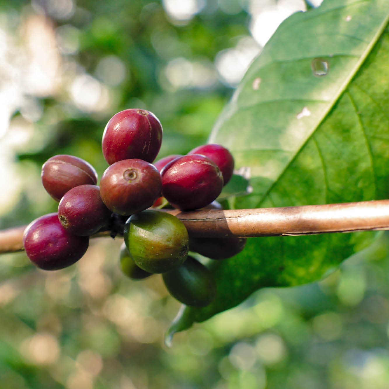 coffee cherry, Brazilian Coffee, single origin, washed coffee, specialty coffee